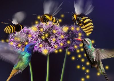 Polinizando | Diseño y manejo de redes